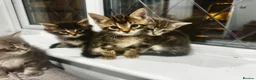 Bengal cats for sale: Bengal x Maine Coon Kittens - Advert 19