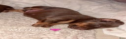 Miniature Dachshund dogs for sale: Our chocolate and tan pups  - Advert 4
