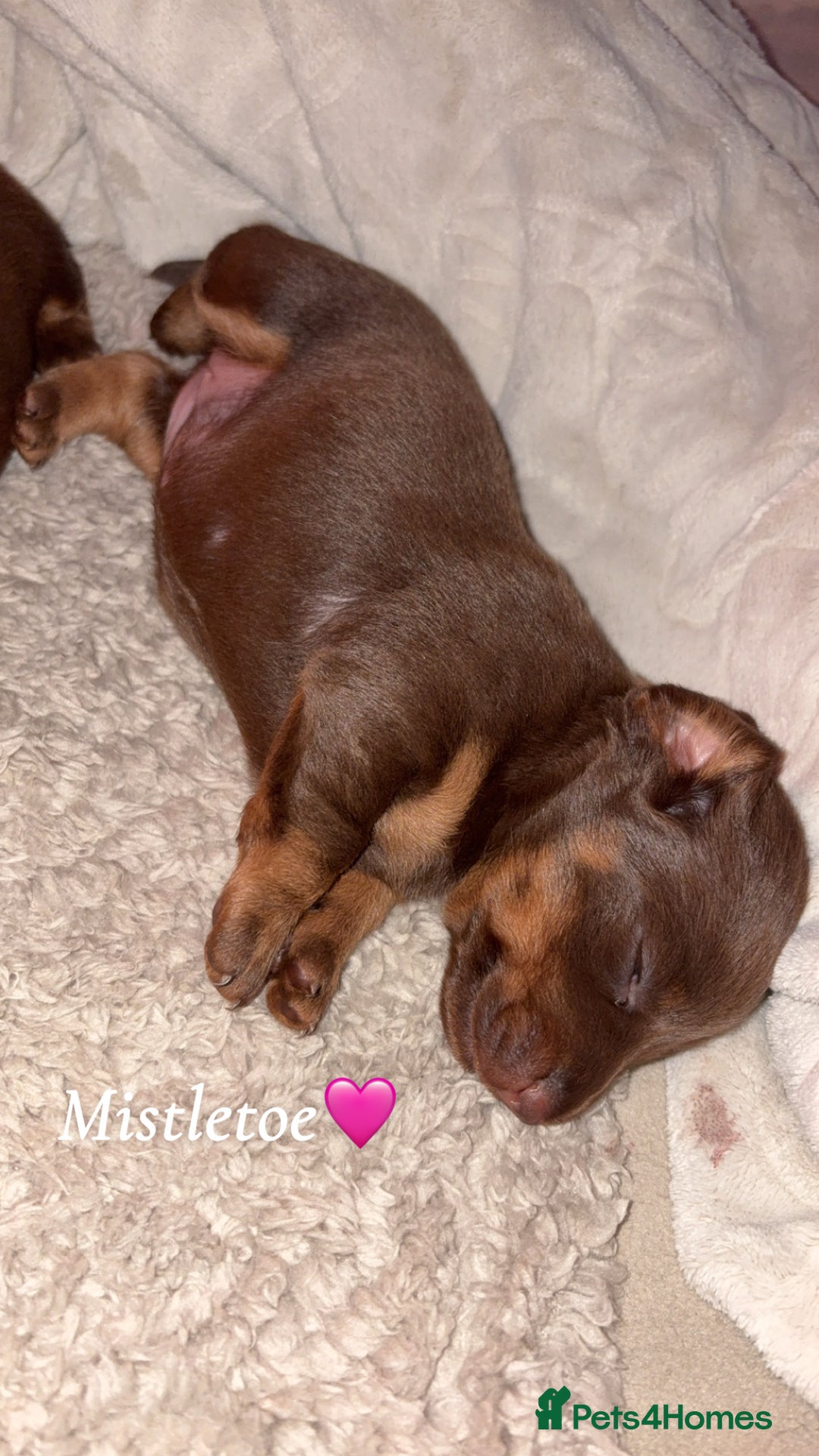 Miniature Dachshund dogs for sale: Our chocolate and tan pups  - Advert 4