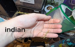 Stick Insects invertebrates for sale: Stick/leaf eggs and nymphs available! - Image 4