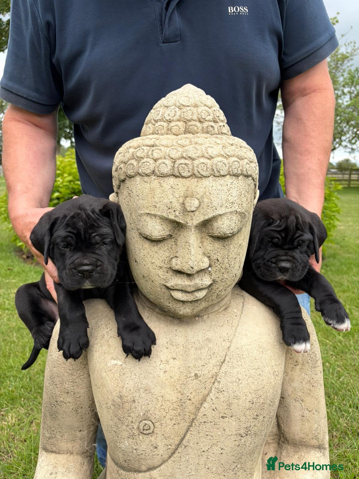 Cane Corso dogs for sale: BEAUTIFUL CANE CORSO PUPPIES in Walsall - Advert 4