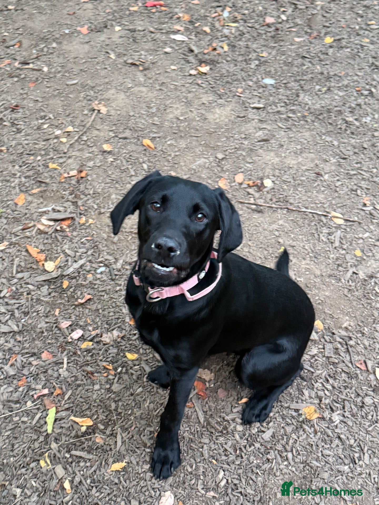 Labrador Retriever dogs for sale: Female Labrador 7 months old  - Advert 6