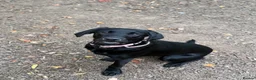 Labrador Retriever dogs for sale: Female Labrador 7 months old  in Oakham - Advert 1