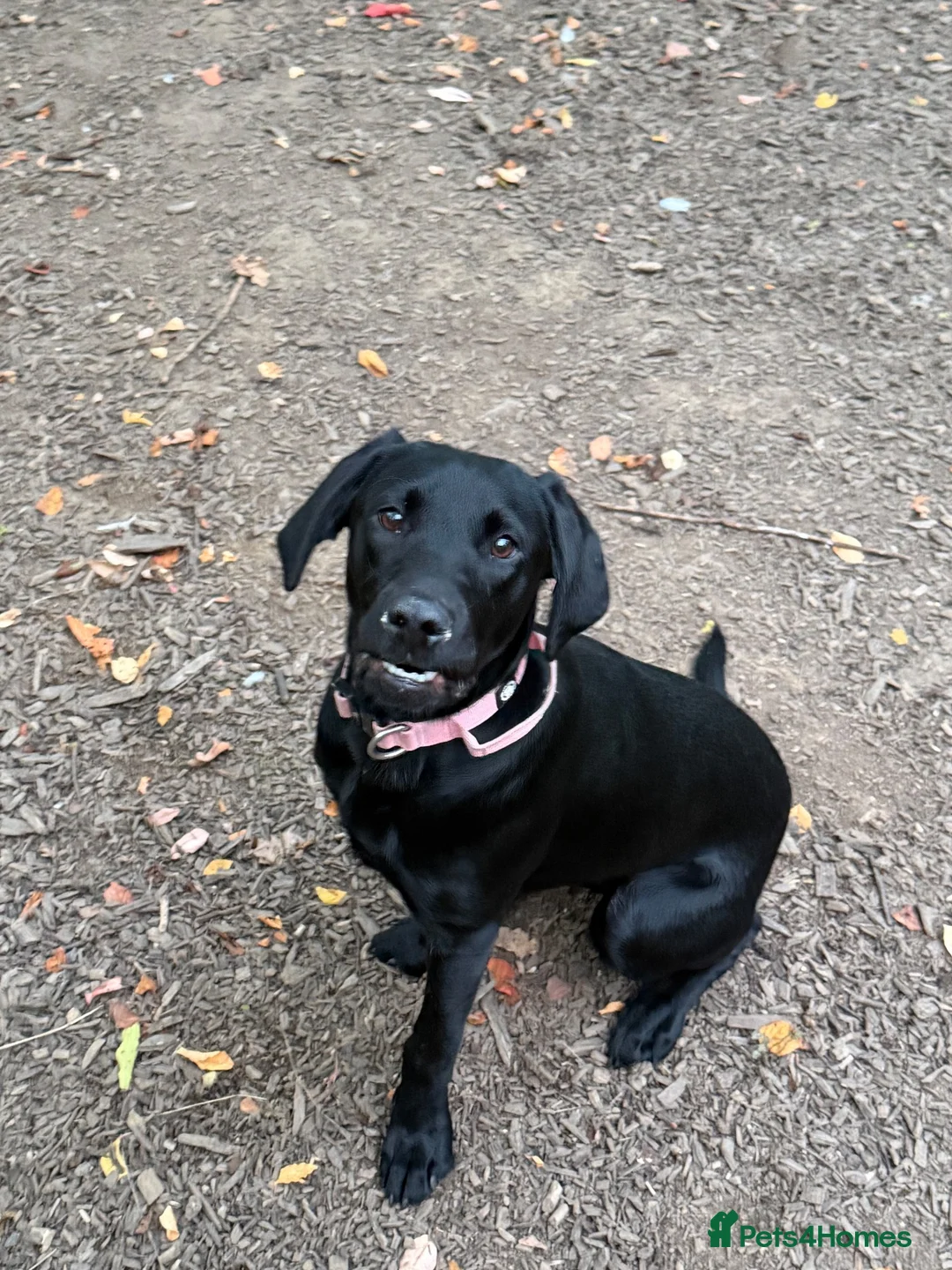 Labrador Retriever dogs for sale: Female Labrador 7 months old  in Oakham - Advert 1