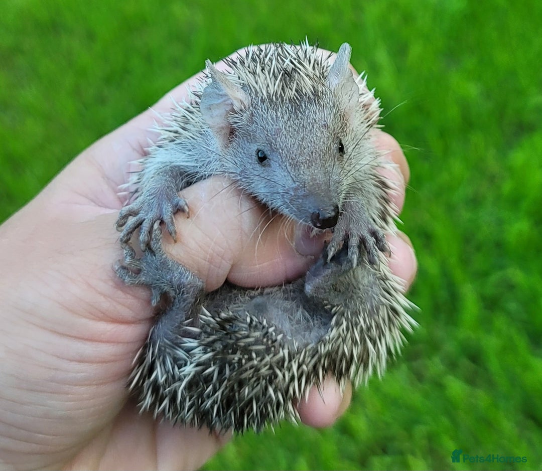 Pygmy Hedgehog rodents for sale: Lesser Tenrecs (unsexed and DNA sexed males)  - Image 4