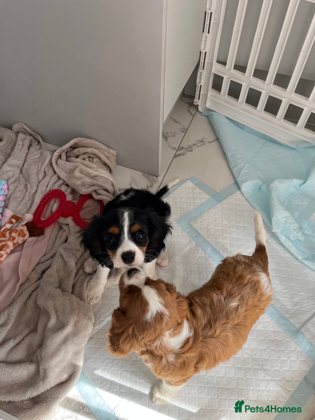 Cavalier King Charles Spaniel dogs for sale: KC Cavalier King Charles spaniel puppies - Image 14