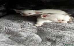 Oriental cats for sale: Full Pedigree Oriental 6 Kittens XL size ears GCCF - Image 24