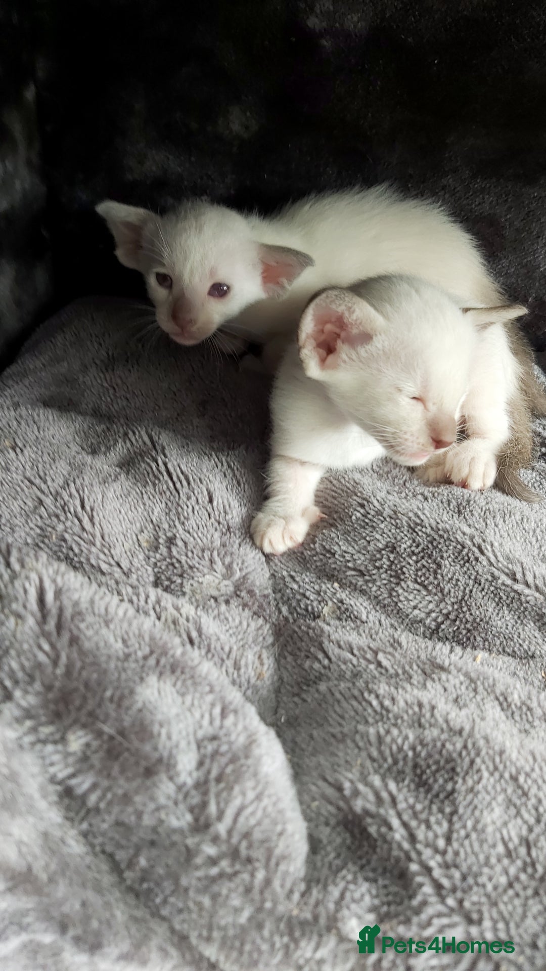 Oriental cats for sale: Full Pedigree Oriental 6 Kittens XL size ears GCCF - Image 24