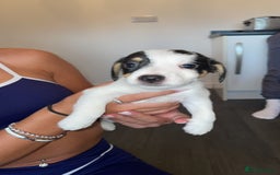 Jack Russell dogs for sale: Traditional jack Russell pups  - Image 2