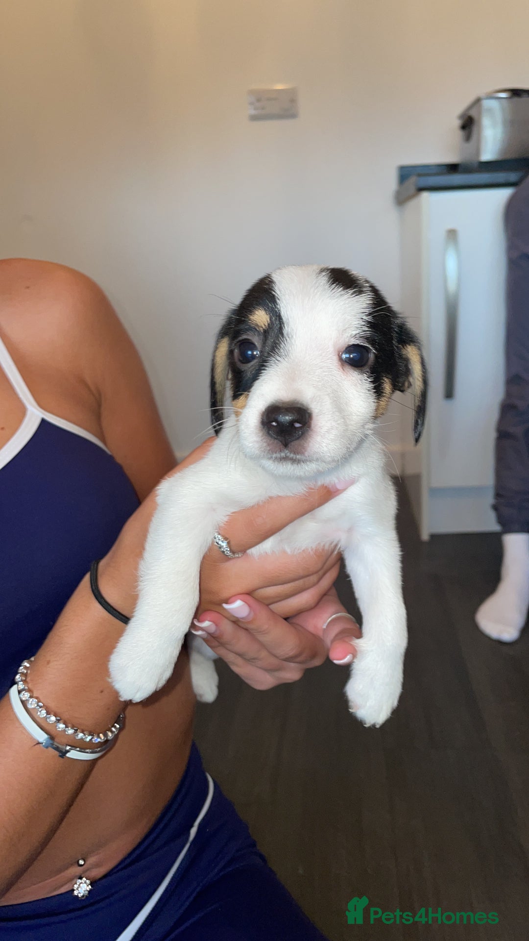 Jack Russell dogs for sale: Traditional jack Russell pups  - Image 2