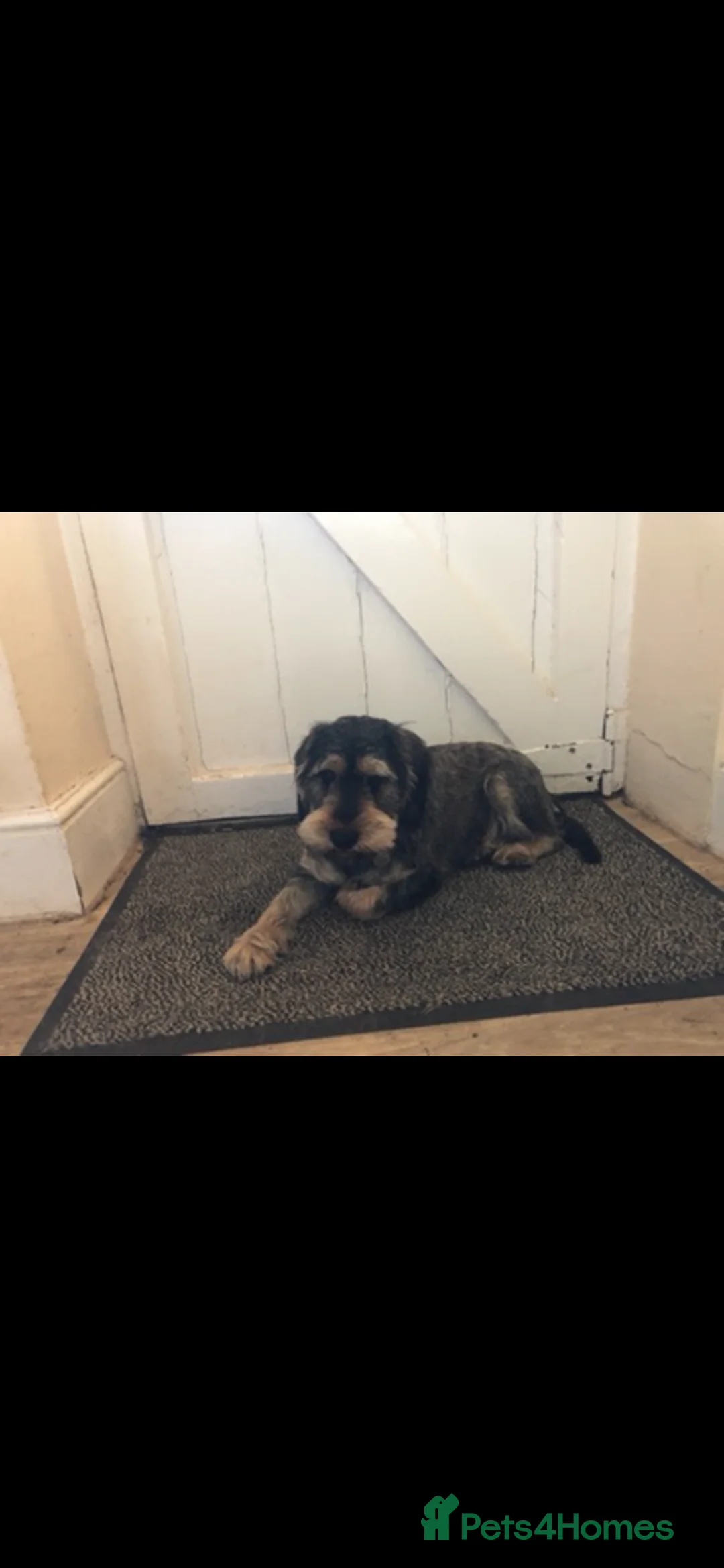Mixed Breed dogs for sale: Adult mini schnauzer x cocker spaniel  - Advert 2