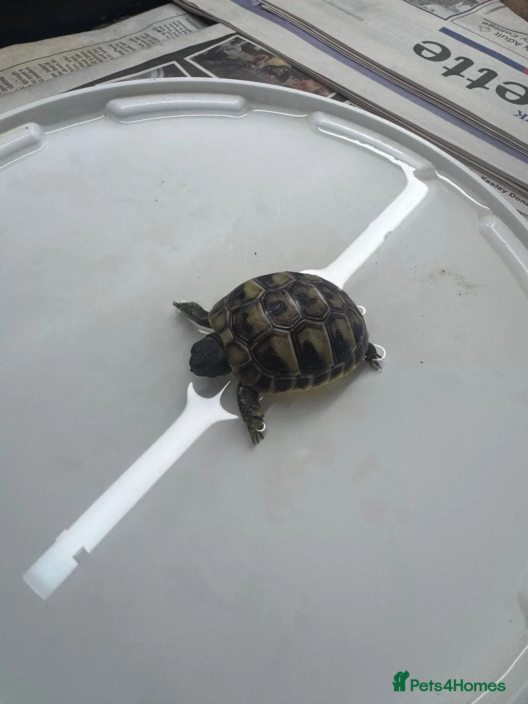 Hermann Tortoise reptiles for sale: Hermann tortoise - Advert 3