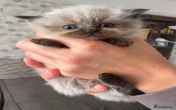 Ragdoll cats for sale: Beautiful Ragdoll Kittens ready to go!💙 - Image 22