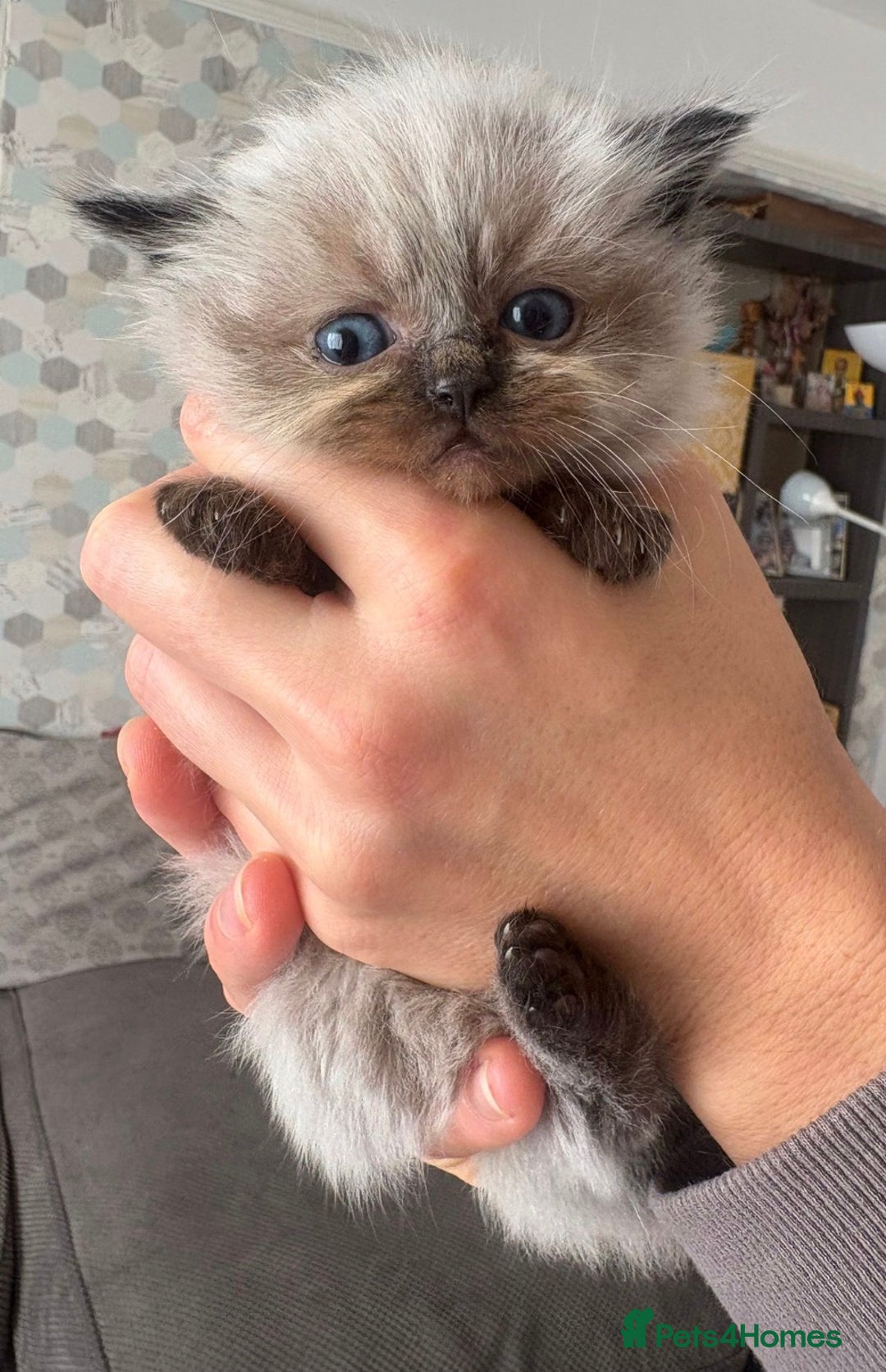 Ragdoll cats for sale: Beautiful Ragdoll Kittens ready to go!💙 - Image 22
