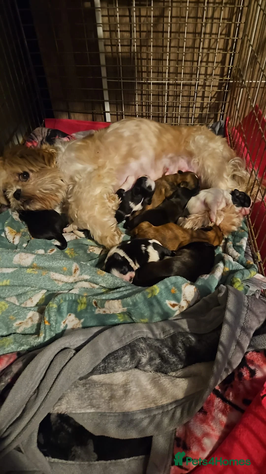 Shih Tzu dogs for sale: Shitsu, last female left!! - Advert 2