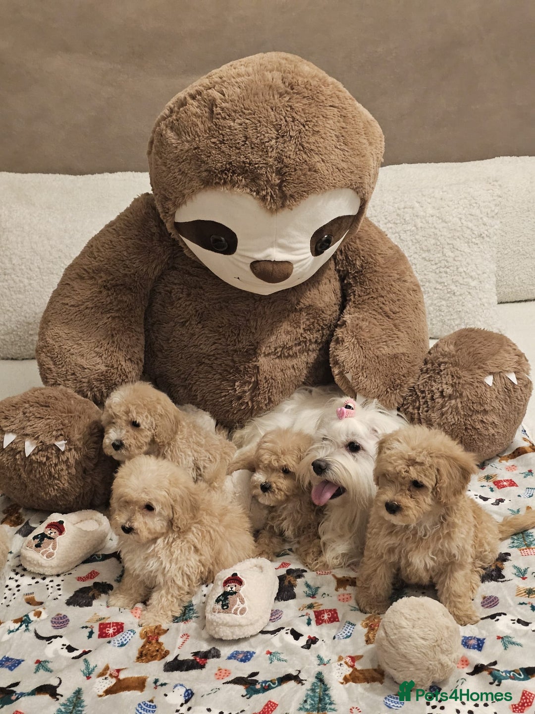 Maltipoo dogs for sale: Amazing apricot color Maltipoo puppies! - Advert 14