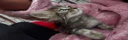 Mixed Breed cats for sale: 🐾 6 Beautiful Bengal × British Longhair Kittens🐾 - Advert 36