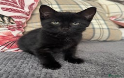 Dwelf cats for sale: no name - Image 3