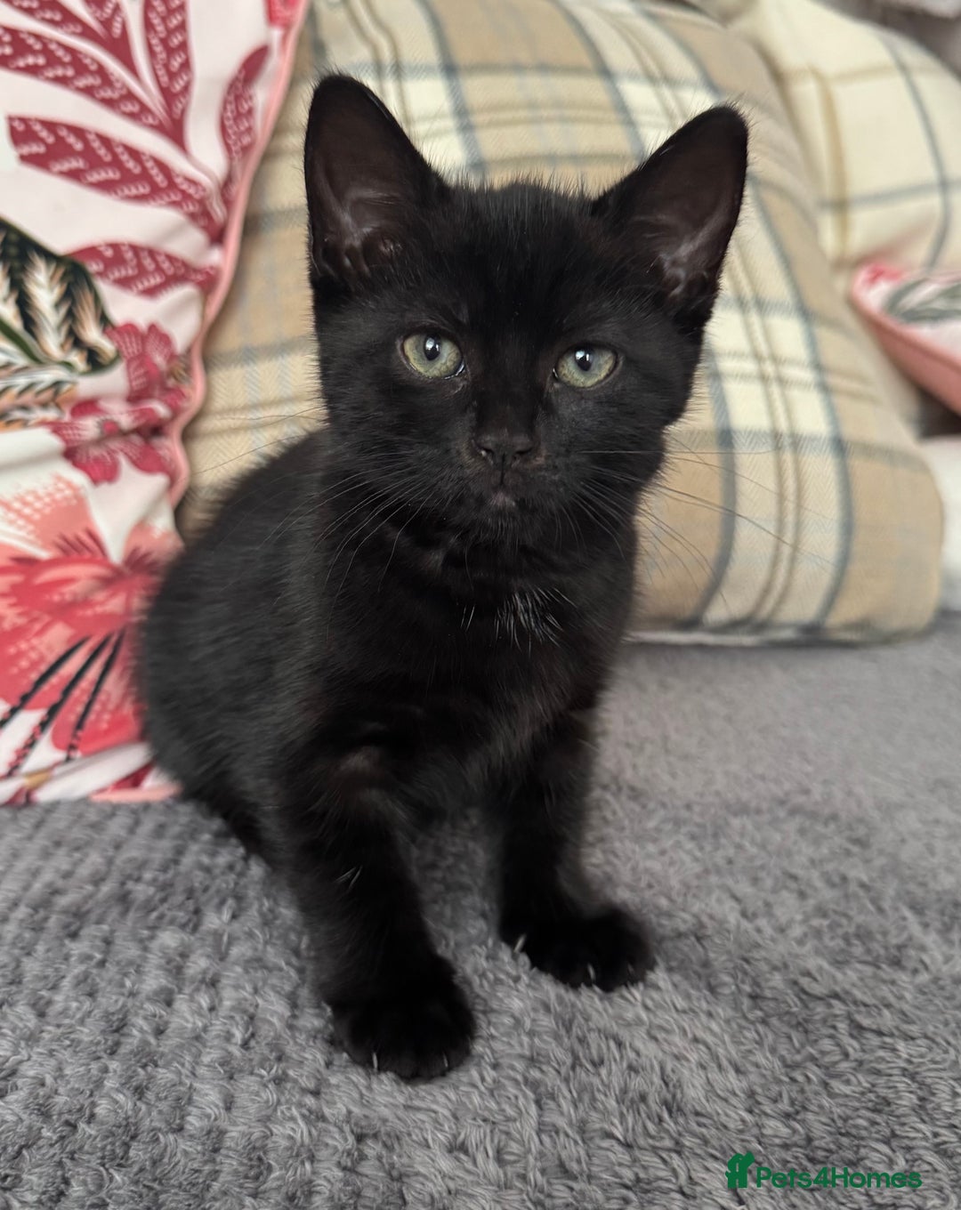 Dwelf cats for sale: no name - Image 3