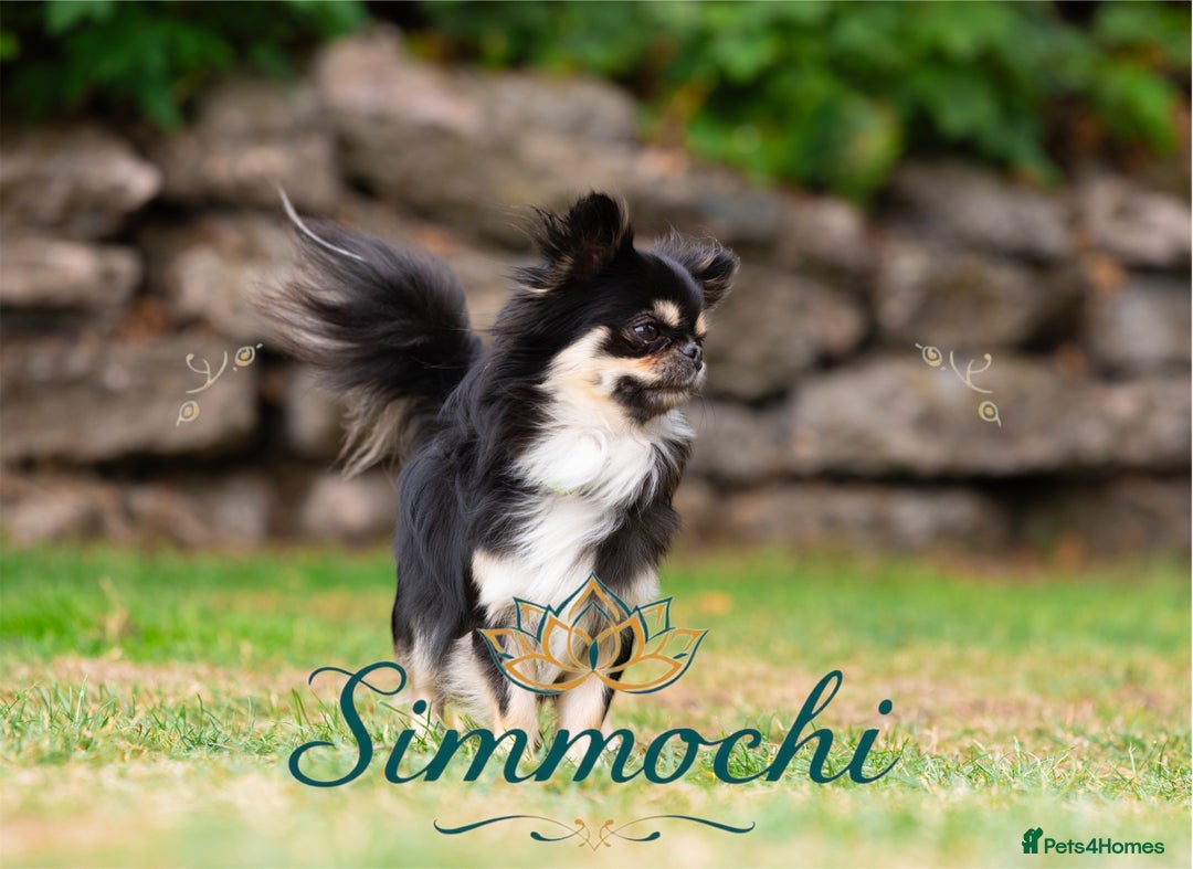 Chihuahua dogs for stud: Exceptional Thai line  - Advert 4