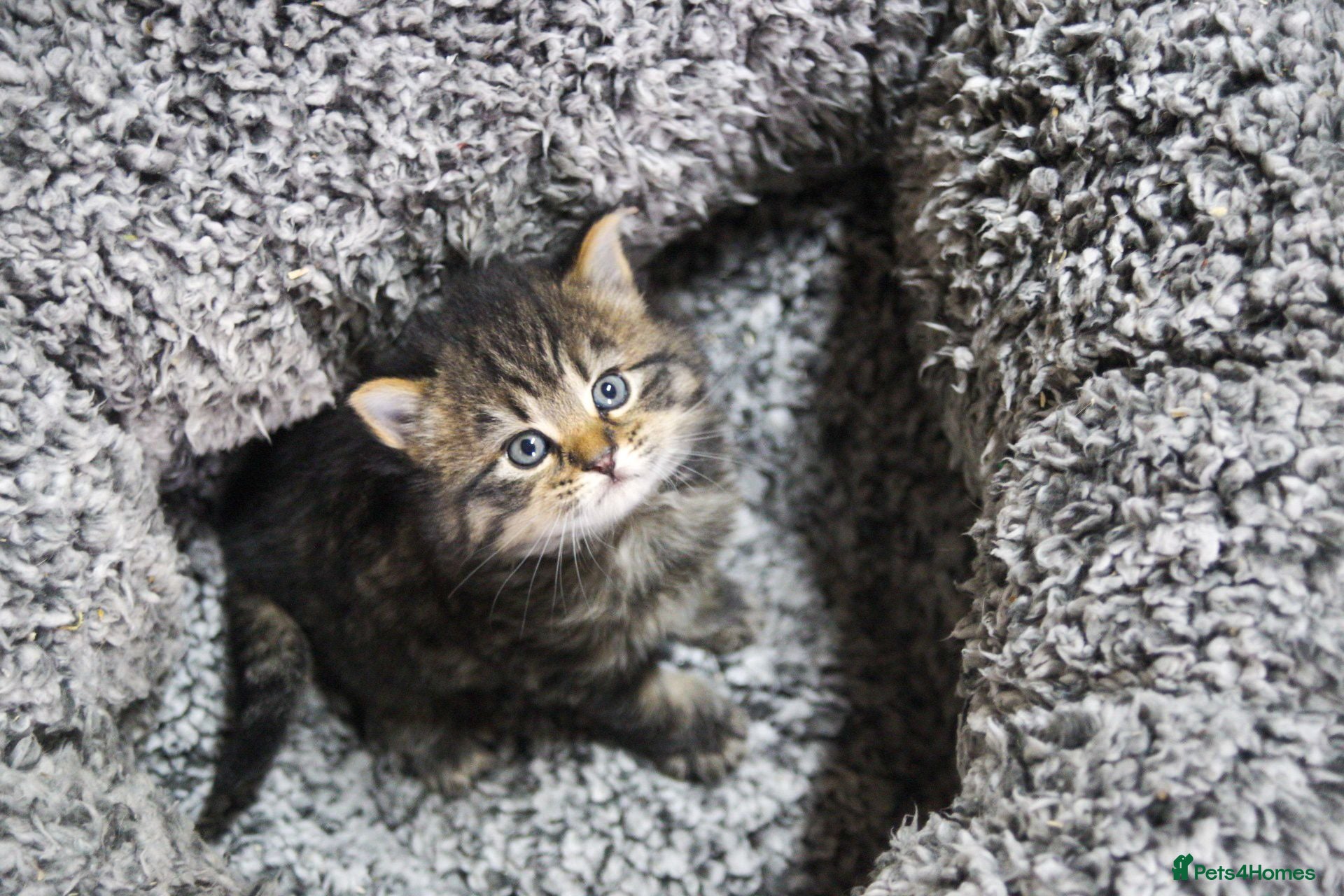 Mixed Breed cats Beautiful kittens, mixed Breed. - Advert 14