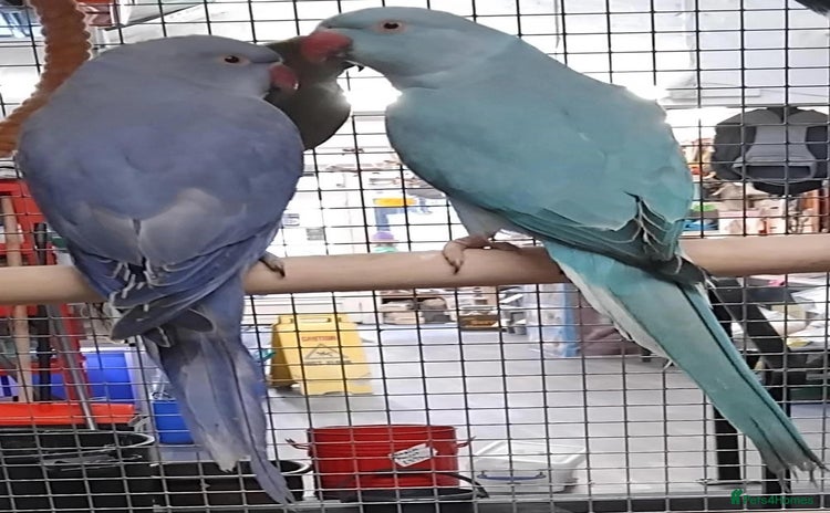 Parrots birds - Advert 1