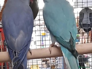 Parrots birds for sale - Advert 1