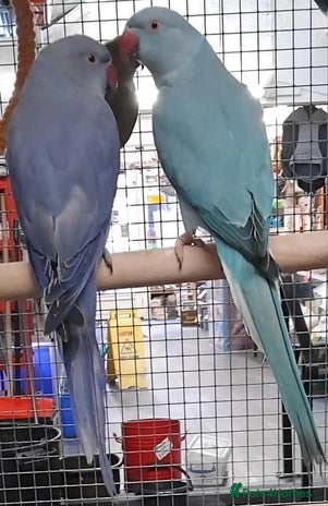 Parrots birds - Advert 1