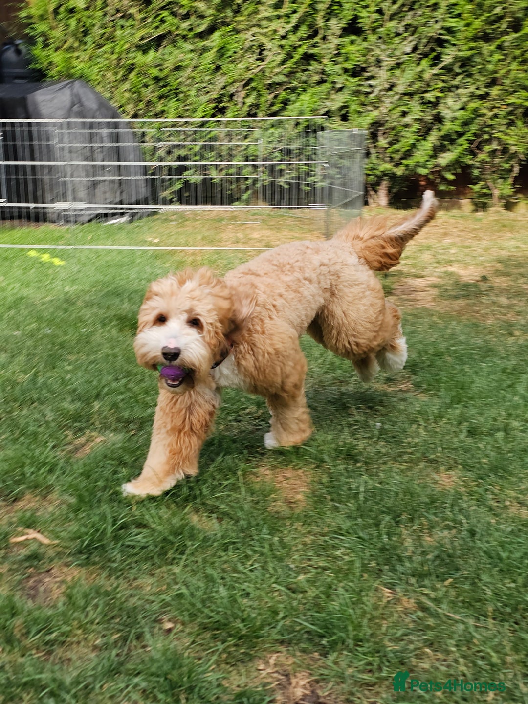 Labradoodle dogs for stud: HIP 0/0 ELBOW 0/0! 100% AUSTRALAIN LABRADOODLE in Kettering - Image 17