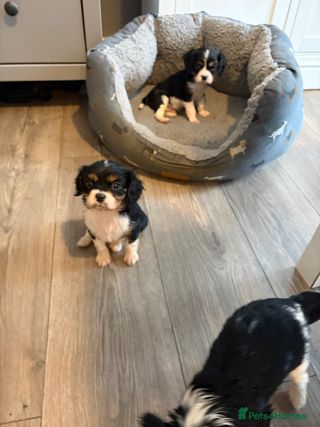 Cavalier King Charles Spaniel dogs for sale: Cavalier King Charles  - Advert 22