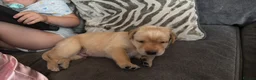 Labrador Retriever dogs for sale: Labrador  - Advert 13