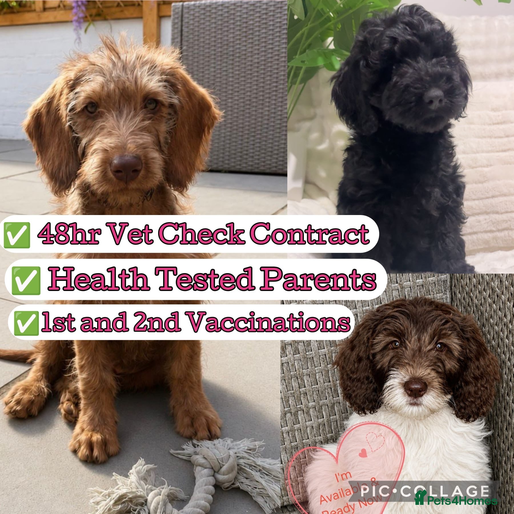 Australian Labradoodle dogs Australian Labradoodle ready now fully vaccinated  - Advert 3