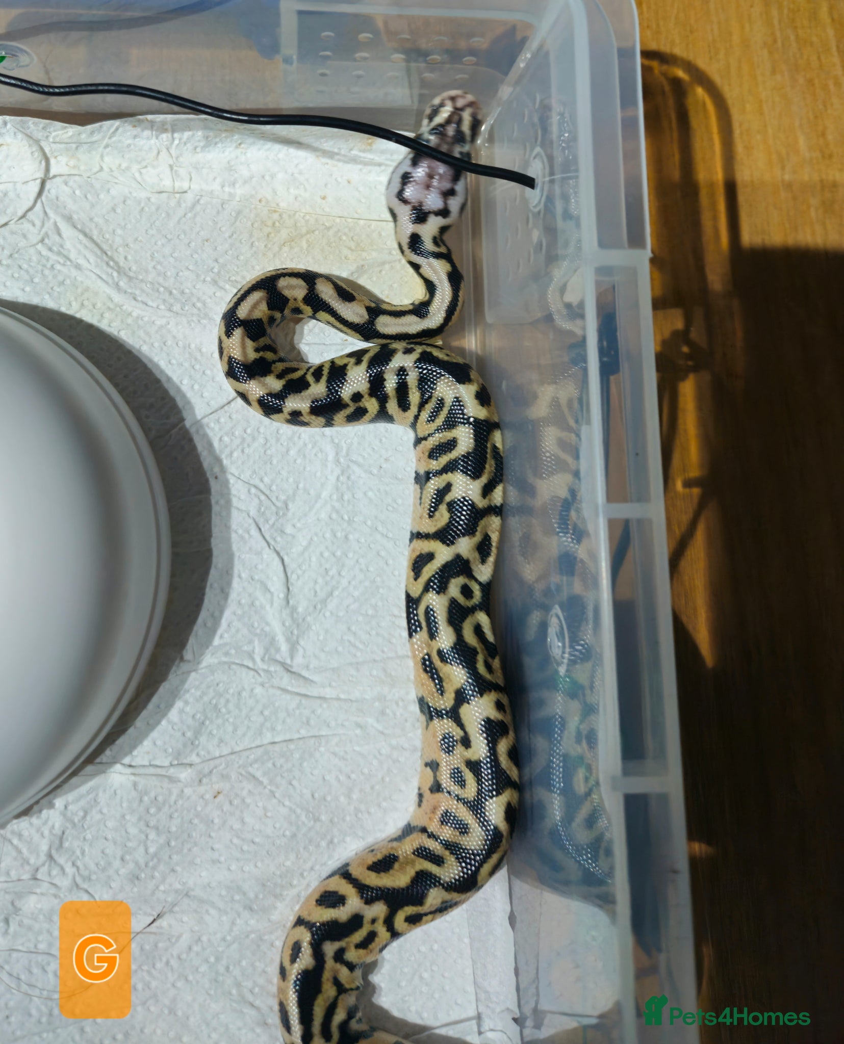 Python Snake reptiles for sale: spotnose het clown/ clown clutch - Advert 6