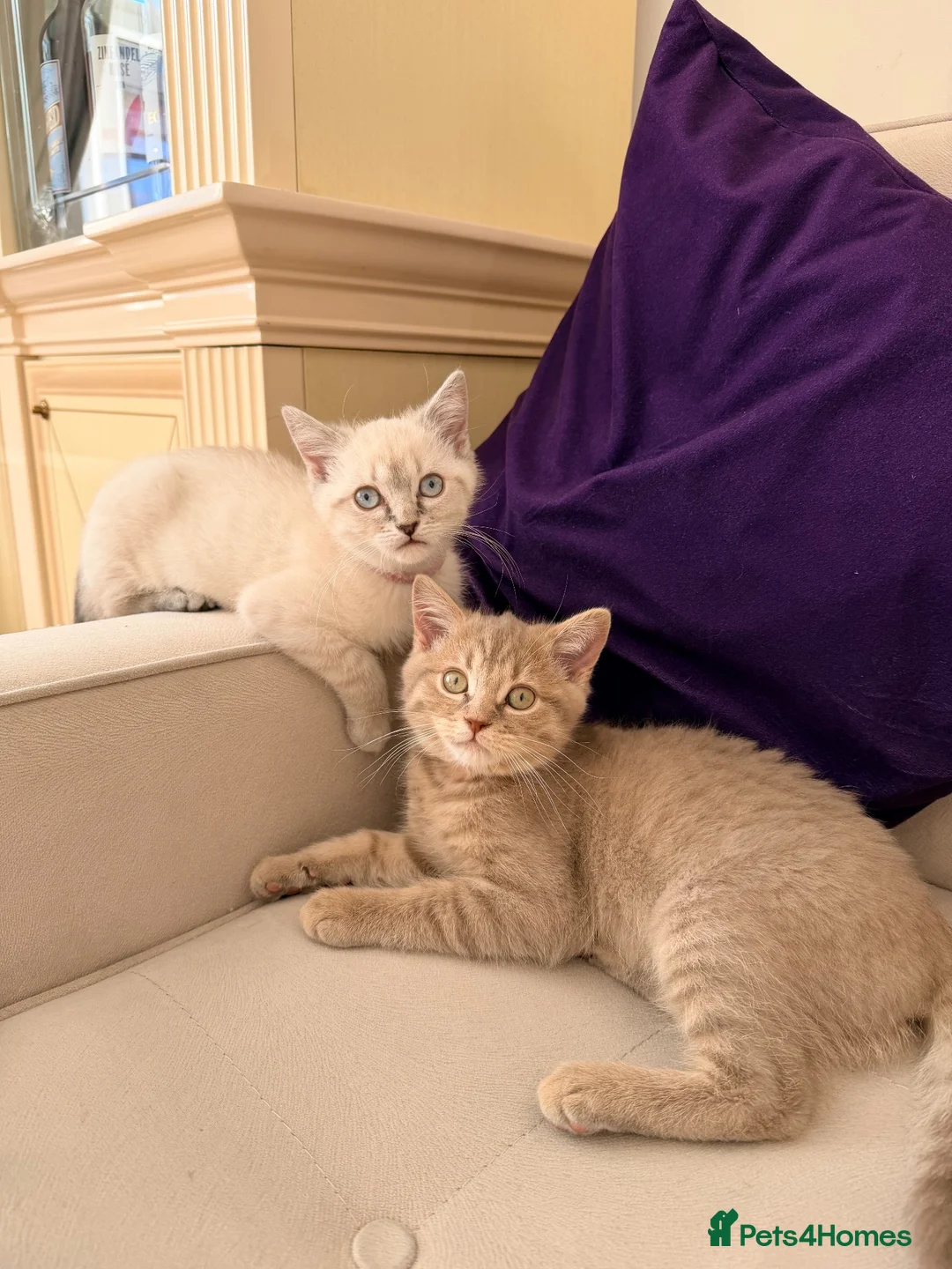 Ragdoll cats for sale: Femal 8 month old half ragdoll in Ripley - Advert 11