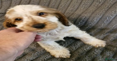Cocker Spaniel dogs - Advert 2