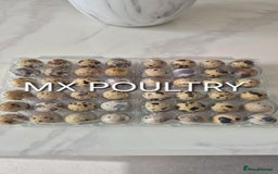 Quail poultry for sale: Standard/Jumbo/Celadon Quail Chicks & Hens - Image 5
