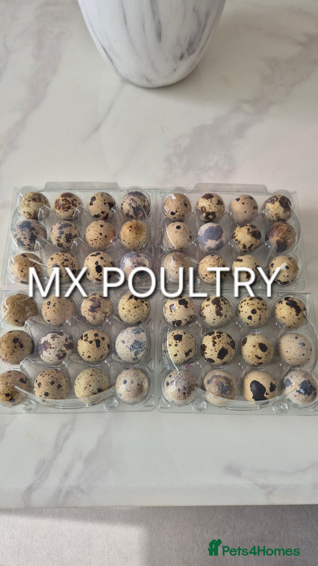 Quail poultry for sale: Standard/Jumbo/Celadon Quail Chicks & Hens - Image 5