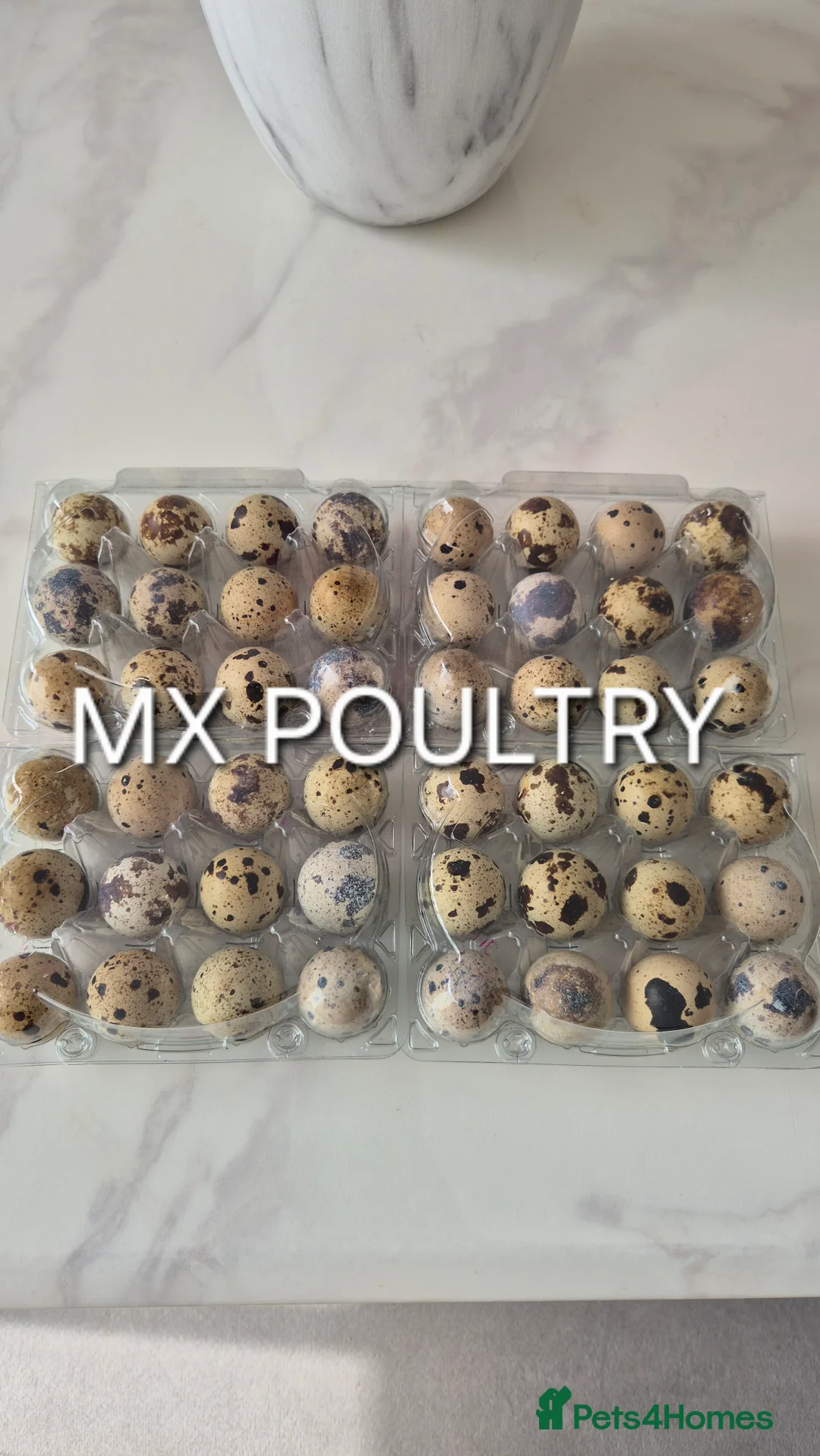 Quail poultry for sale: Jumbo & Celadon Quail Chicks & Hens - Advert 10