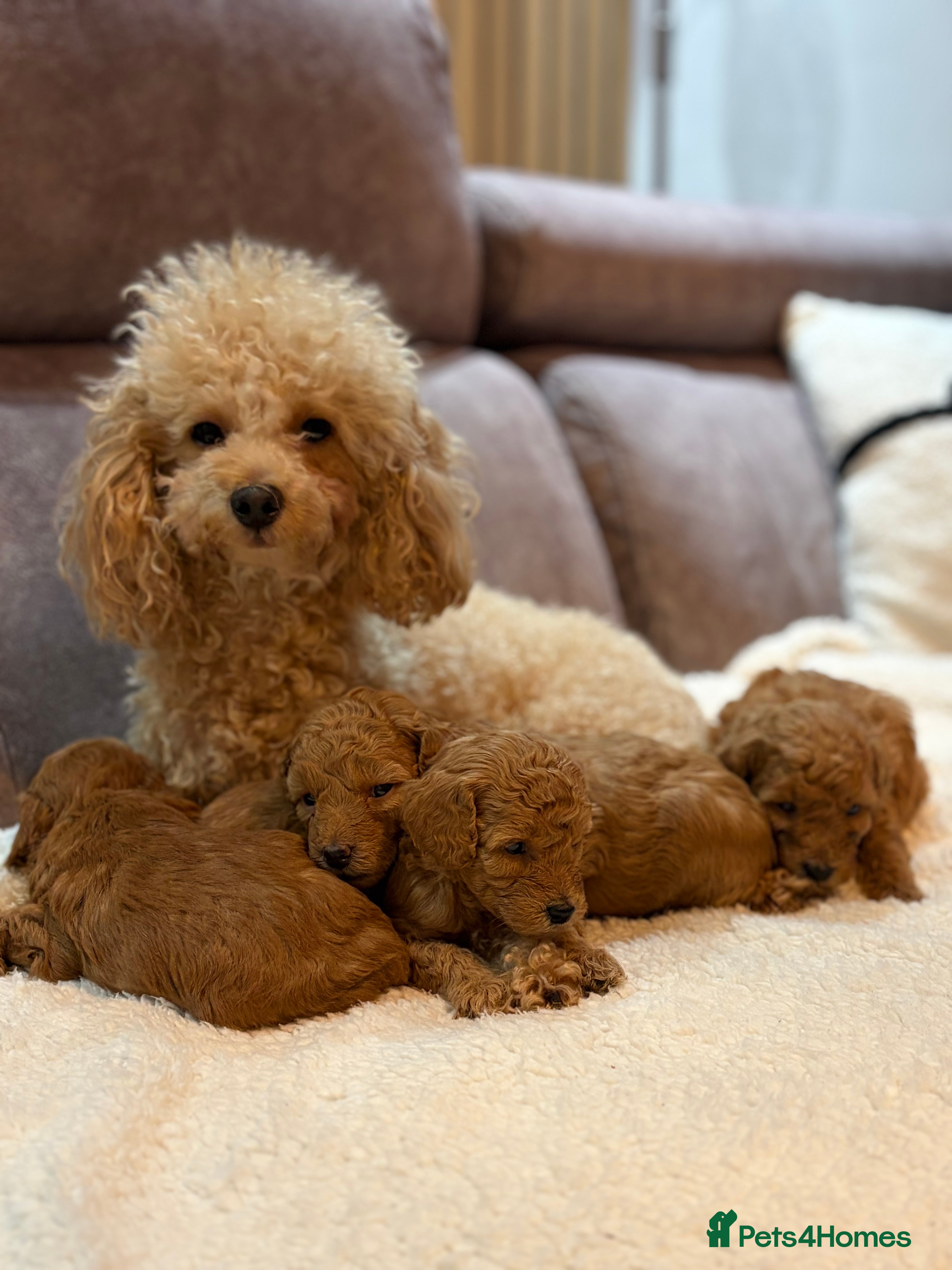 Toy Poodle dogs Toy poodle puppies in Berwick-upon-Tweed - Advert 6