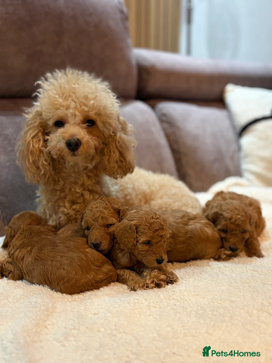 Toy Poodle dogs for sale: Toy poodle puppies in Berwick-upon-Tweed - Advert 1