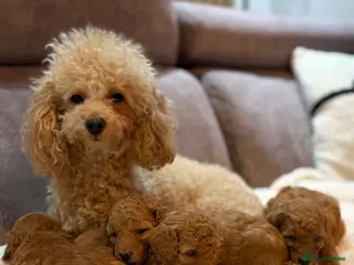 Toy Poodle dogs Toy poodle puppies in Berwick-upon-Tweed - Advert 1