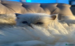 Ragdoll cats for sale: Ragdoll kittens pure breed!!! 😺 - Image 8