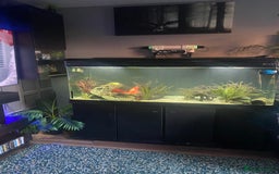 Cichlids fish for sale: Parrot fish x 2 1x random fish - Image 1