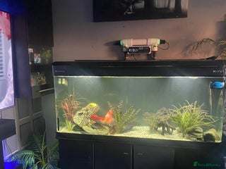 Cichlids fish for sale - Advert 1