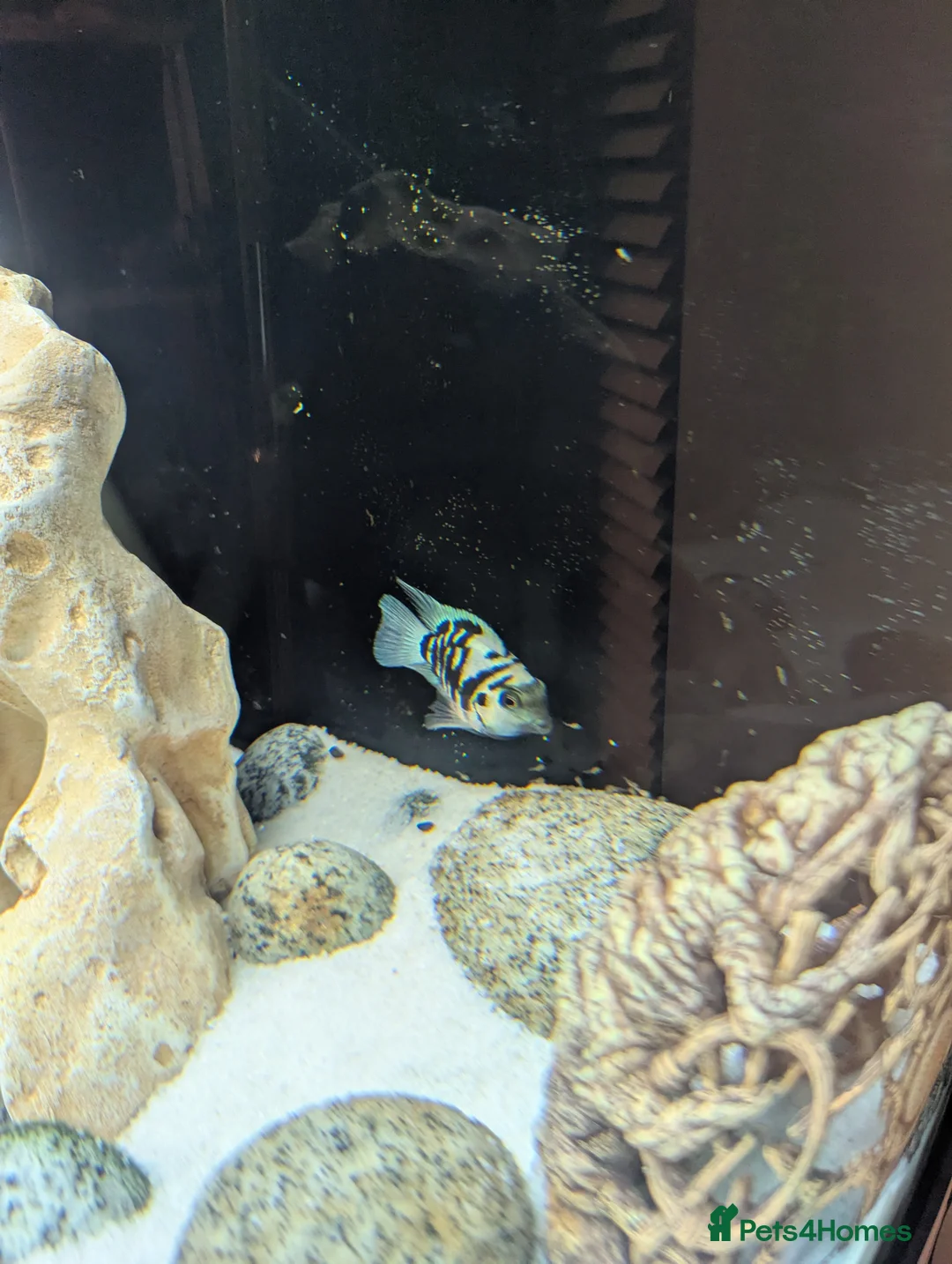 Cichlids fish for sale: Polar blue parrot fish  - Advert 5