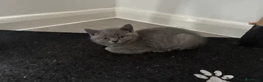 British Shorthair 2