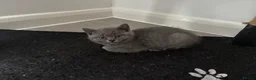 British Shorthair cats for sale: Brithis short hair  - Advert 2