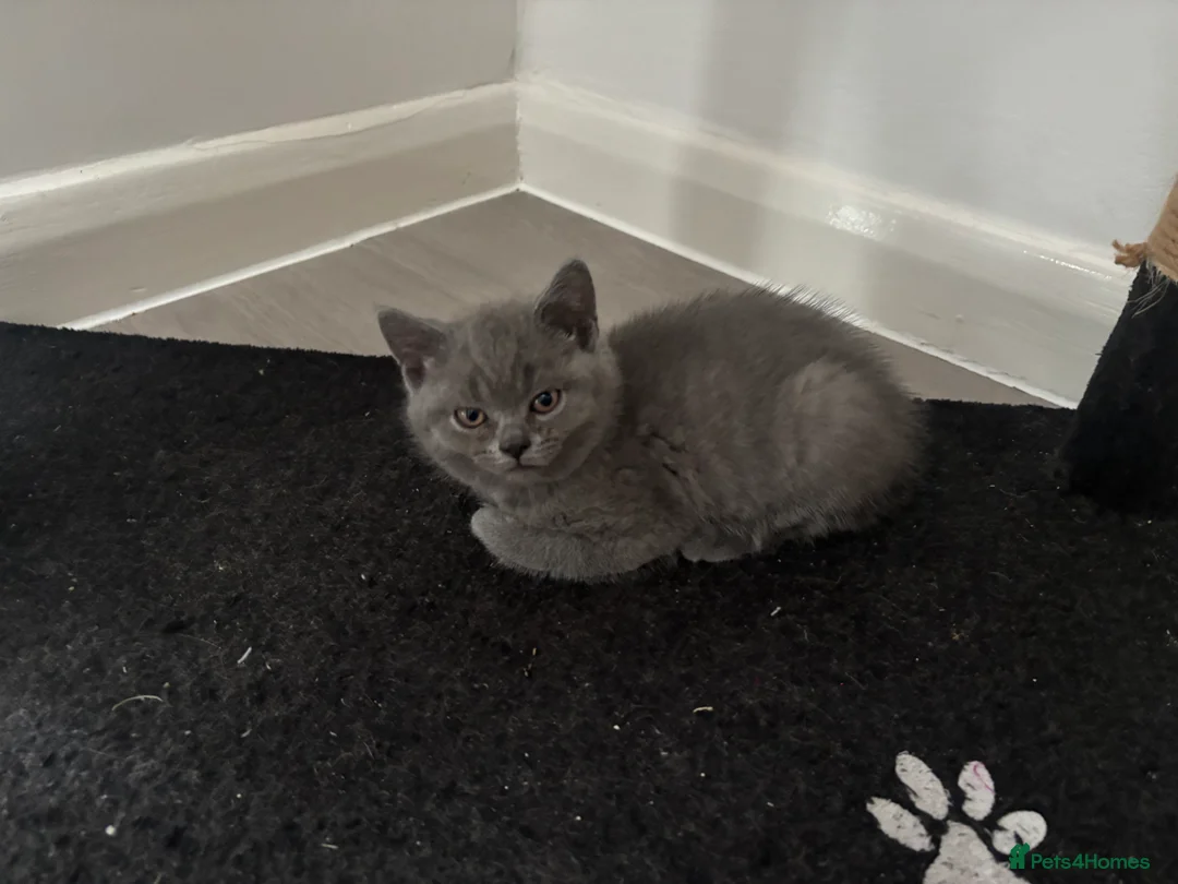 British Shorthair cats for sale: Brithis short hair  - Advert 2