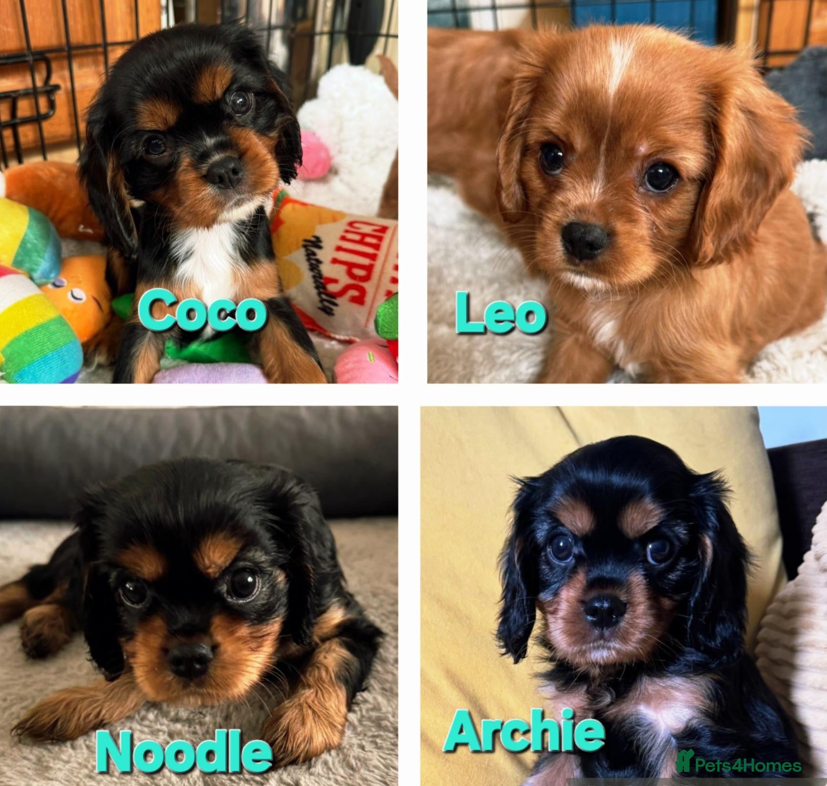 Cavalier King Charles Spaniel dogs Choc & Tan carriers - CKC Spaniel Puppies - Advert 6