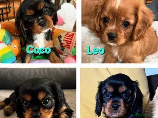 Cavalier King Charles Spaniel dogs Choc & Tan carriers - CKC Spaniel Puppies - Advert 6